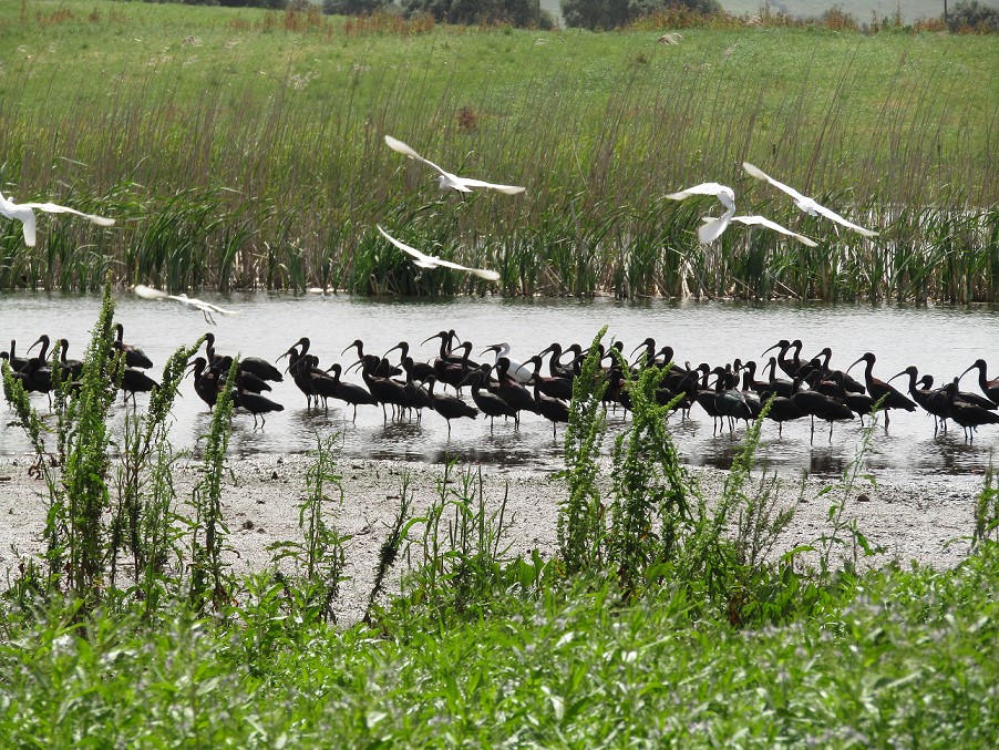 Ibis pretas