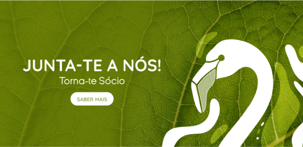 Ativo 20